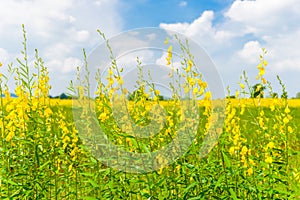 Farm Sunhemp flowers. Beautiful yellow flowers field