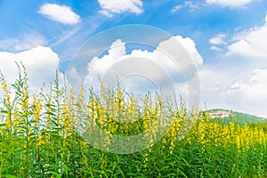 Farm Sunhemp flowers. Beautiful yellow flowers field and blue sky