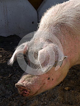 Farm: sunlit pig photo