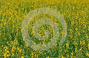 Farm Sunn Hemp flowers, Indian hemp flower field