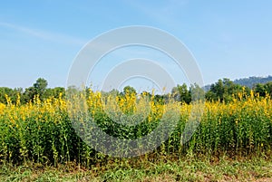 Farm Sunn Hemp flowers, Indian hemp flower field