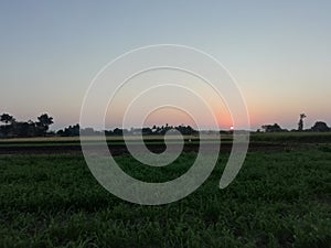 Farm in sunrises in gujarat