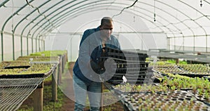 Farm, sustainability and a black man in a greenhouse for agriculture while carrying plants for the season. Growth