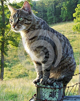 Farm tabby cat sitting on fence
