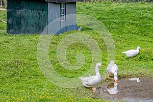 Farm with three white geese by a pond with water surrounded by wild green grass