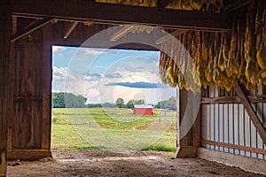 Farm of tobaccos drying and curing