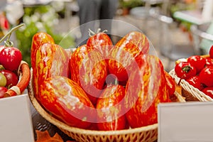 Farm tomatoes in a basket lie in the window of the farmer`s market. The latest hybrid varieties of vegetables