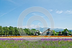 Farm Tomita, Furano, Hokkaido, Japan