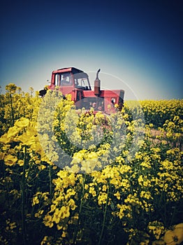 Farm tractor in a rapeseed field and blue sky, beautiful spring day