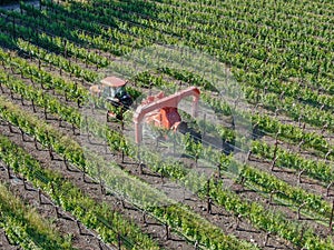 Farm tractor spraying pesticides & insecticides herbicides over green vineyard field