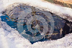 Farm trout winter ice-hole fish lake