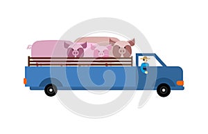 Farm truck with pigs. Farmer is carrying cattle in truck