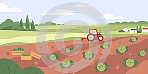 Farm vegetable garden. Tractor collecting harvest in country agriculture field. Cabbage crops growing in farmland