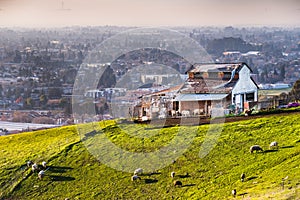 Farm on the verdant hills of East San Francisco Bay Area; Sheep grazing on the surrounding green pasture; residential