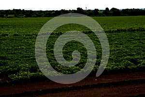 Farm view of greennut field.