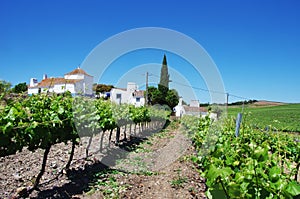 farm of vineyard in Portugal