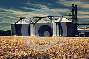 Farm, wheat field with grain silos for agriculture