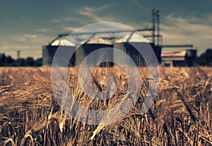 Farm, wheat field with grain silos for agriculture