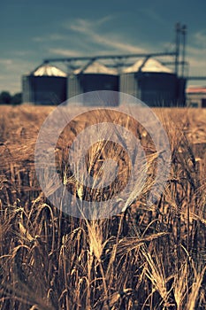 Farm, wheat field with grain silos for agriculture