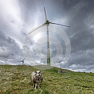 Farm wind and lonely sheep i