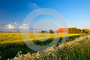 Farm, windmill and canola fields under blue sky