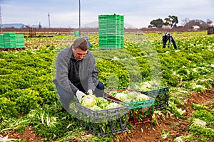 Farm worker arranging frisee in crates
