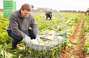 Farm worker arranging frisee in crates