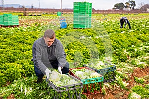 Farm worker arranging frisee in crates