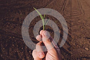 Farm worker examining maize seedling in cultivated field, closeup of hand holding crop photo