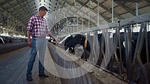 Farm worker feeding cows standing near feedlot cowshed. Farmer giving fresh hay.