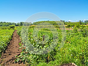 Farm worker on the field cultivating berry garden on a bright sunny day