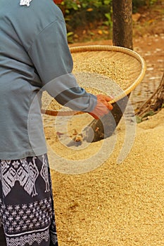 Farm worker is flicks rice in the tray.
