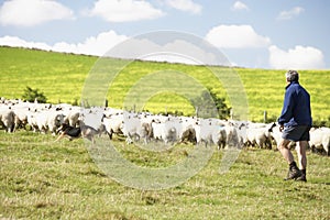 Farm Worker With Flock Of Sheep