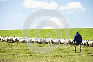 Farm Worker With Flock Of Sheep