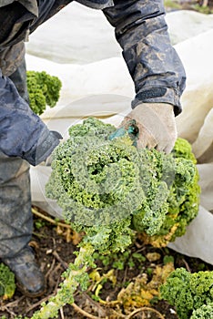 Farm Worker with a Green Kale Plant