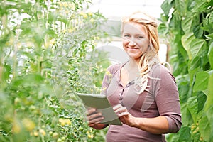 Farm Worker In Greenhouse Checking Tomato Plants Using Digital T