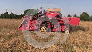 Farm worker harvest wheat plants with red combine harvester