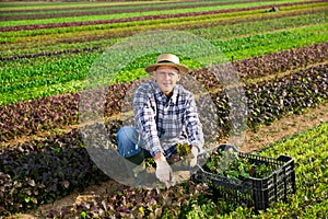 Farm worker harvesting red mustard greens on field