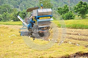 Farm worker harvesting rice