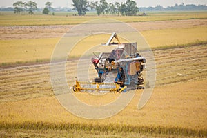 Farm worker harvesting rice with Combine machine