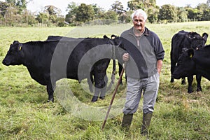 Farm Worker With Herd Of Cows