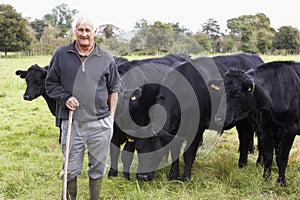 Farm Worker With Herd Of Cows