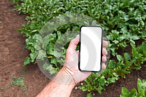 Farm worker holding mobile smart phone with blank mockup screen in cultivated sugar beet field