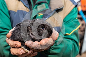 Farm worker holding a small black rabbit in his hands