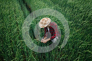 Farm worker inspecting green barley crop development in field