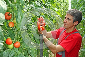 Farm worker picking tomato