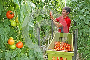 Farm worker picking tomato