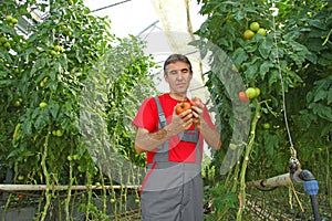 Farm worker picking tomato