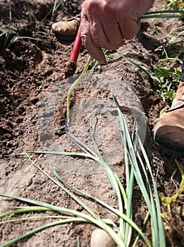 Farm worker planting leeks. Subsistence farming. Agrarian environment, Spain. A man working in the field, peasant.