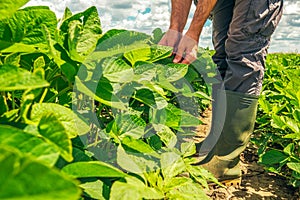 Farm worker standing in soybean field